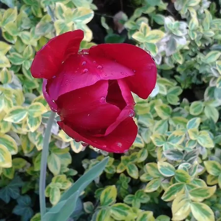 Pod Kamykiem Rząska